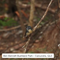 Ben Bennett Bushland Park, Queensland