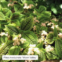 Pilea involucrata 'Moon Valley'