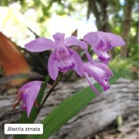 Bletilla striata
