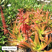 Aloe dorotheae