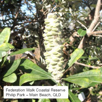 Federation Walk Coastal Reserve, Philip Park � Main Beach, QLD