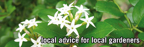 local advice for local gardeners