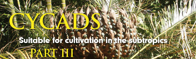 Cycads - Suitable for cultivation in the subtropics part III Cycads - Suitable for cultivation in the subtropics part III