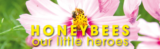 Honeybees – our little heroes Honeybees – our little heroes