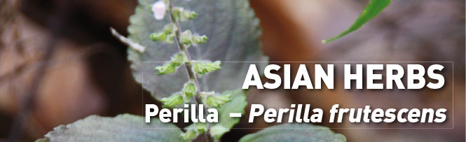 ASIAN HERBS Perilla frutescens ASIAN HERBS Perilla frutescens