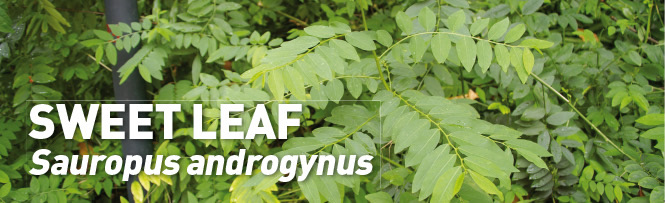 Sweet Leaf – Sauropus androgynus Sweet Leaf – Sauropus androgynus