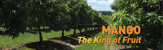 Mango – The King of Fruit. Mango – The King of Fruit.