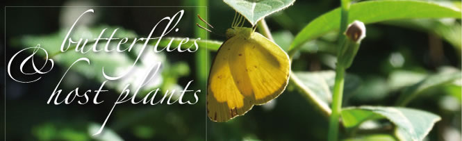 Butterflies &host plants Butterflies &host plants
