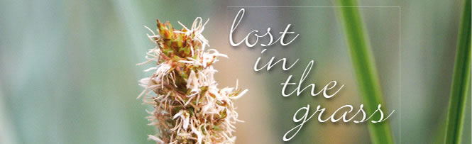 Lost in the grass Lost in the grass