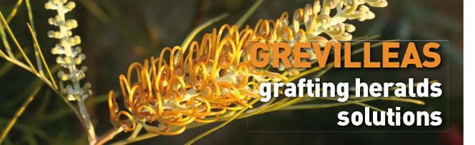 Grevilleas - grafting heralds solutions Grevilleas - grafting heralds solutions