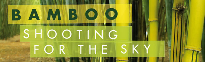 Bamboo – Shooting for the sky Bamboo – Shooting for the sky