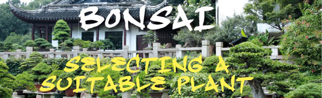 Bonsai – Selecting a suitable plant Bonsai – Selecting a suitable plant
