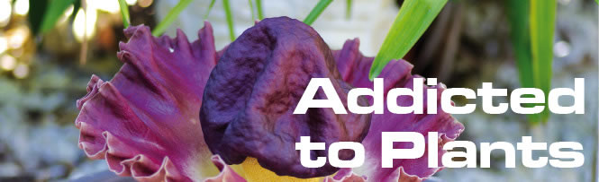 Addicted to Plants Addicted to Plants