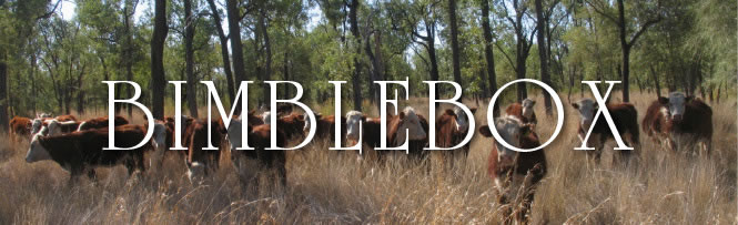 Bimblebox Bimblebox