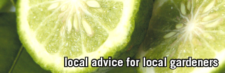 local advice for local gardeners