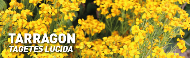 TarRagon
Tagetes lucida TarRagon
Tagetes lucida