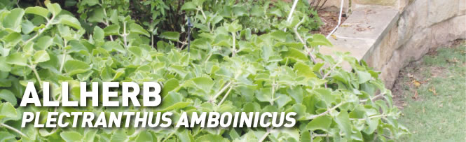 Allherb Plectranthus amboinicus Allherb Plectranthus amboinicus