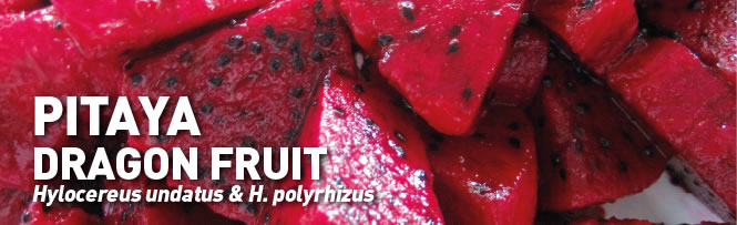 Pitaya – dragon fruit (hylocereus undatus & h. Polyrhizus) Pitaya – dragon fruit (hylocereus undatus & h. Polyrhizus)