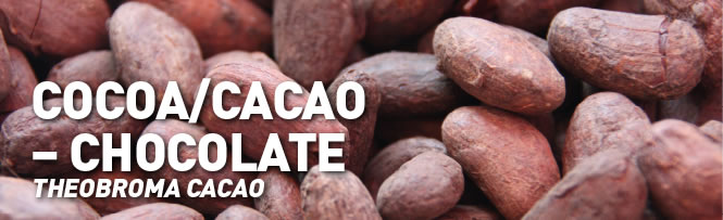 Cocoa/Cacao – chocolate (Theobroma cacao) Cocoa/Cacao – chocolate (Theobroma cacao)