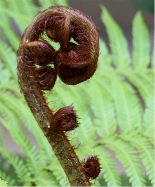 treefern.jpg