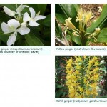 banned ornamental gingers