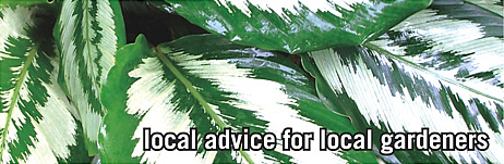 local advice for local gardeners with subTropical Gardening magazine