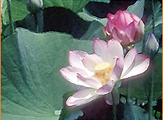 Water lotus in a tropical garden