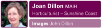 Joan Dillon