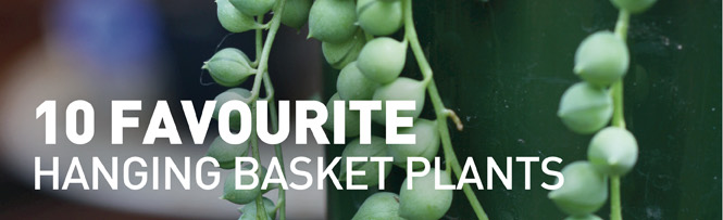 10 Favourites - Hanging Basket Plants