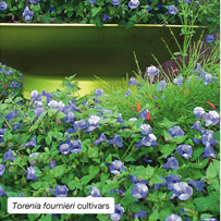 Torenia fournieri cultivars