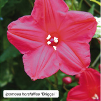 Ipomoea horsfalliae 'Briggsi'