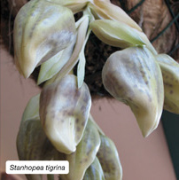 Stanhopea tigrina