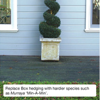Replace Box hedging with harder species such as Murraya 'Min-a-Min'