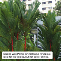 Sealing Wax Palms (Crytostachys renda) are ideal for the tropics, but not cooler climes