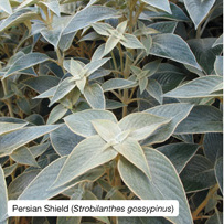 Persian Shield (Strobilanthes gossypinus)