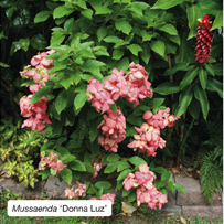 Mussaenda 'Donna Luz'