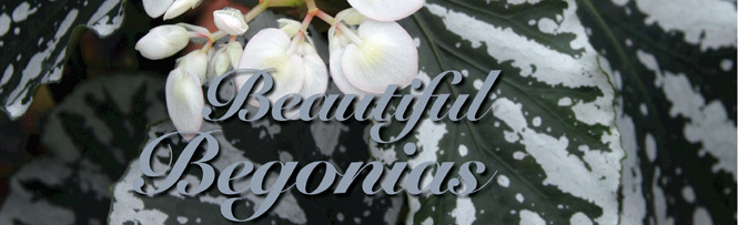Beautiful Begonias