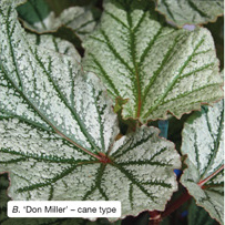 Begonia 'Don Miller' - cane type