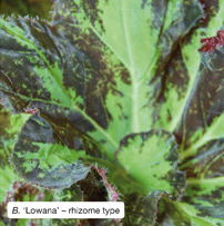 Begonia 'Lowana' - rhizome type