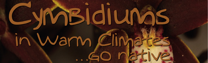 Cymbidiums in warm climates…go native
