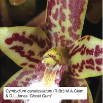 Cymbidium canaliculatum (R.Br.) M.A.Clem & D.L.Jones 'Ghost Gum'