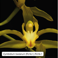 Cymbidium lowianum (Rchb.f.) Rchb.f.