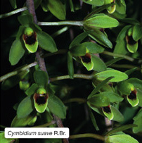 Cymbidium suave R.Br.