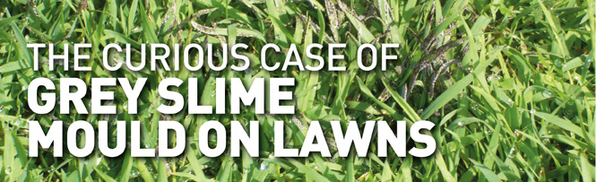 The curious case of grey slime mould on lawns
