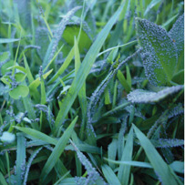 Grey Slime Mould