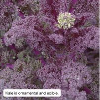 Kale is ornamental and edible