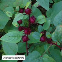 Hibiscus sabdariffa