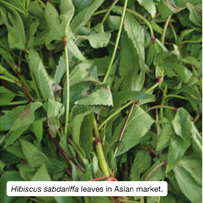 Hibiscus sabdariffa leaves in Asian market