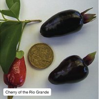 Cherry of the Rio Grande
