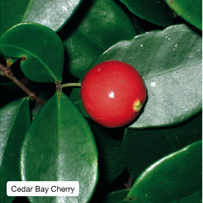 Cedar Bay Cherry